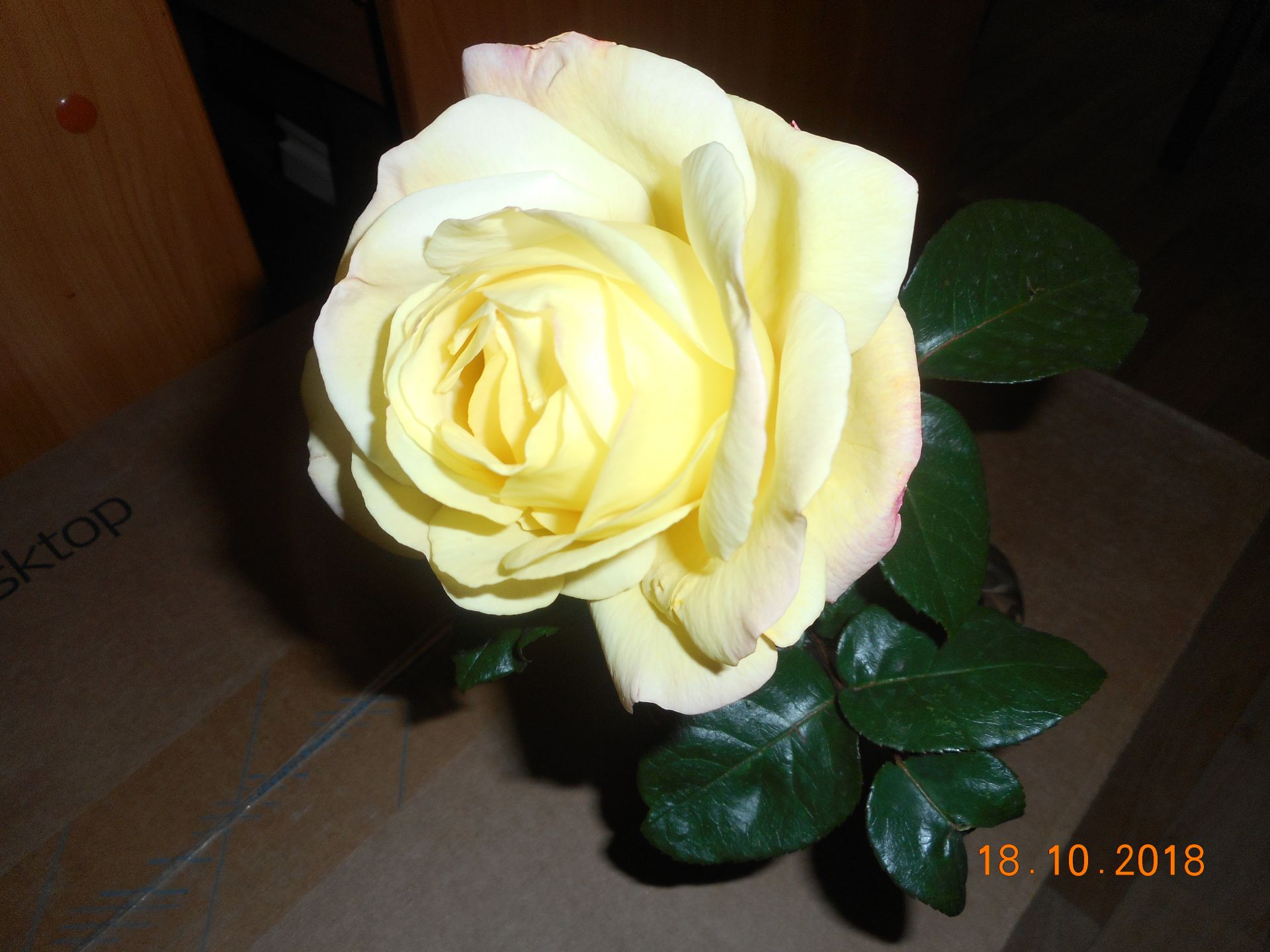 Дамир абыйның розалары кырауга бирешми