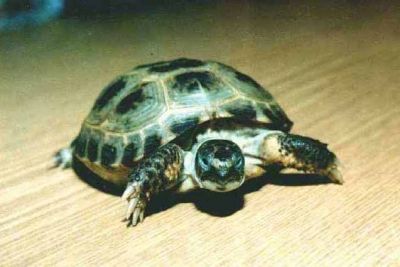 22 мая - Всемирный день черепахи