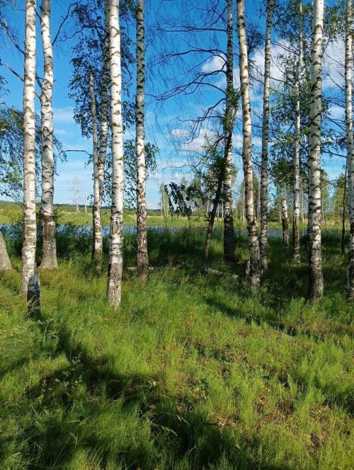 Каен суын теләсә нинди агачтан җыярга ярамый