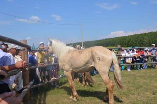 Сабантуй уеннардан гөрләп торды