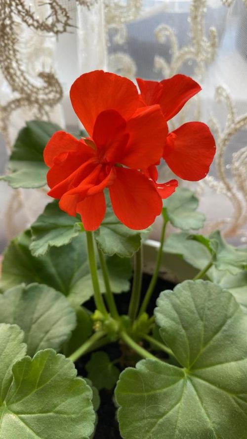 Үзәкләштерелгән китапханә директоры бакча эшләрен зарыгып көтә