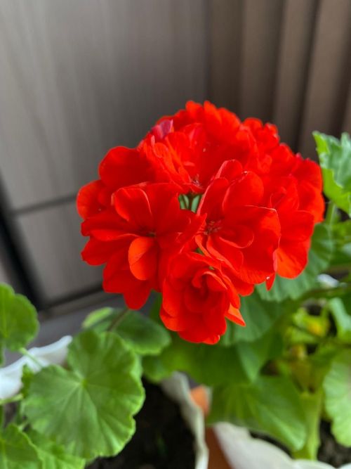 Үзәкләштерелгән китапханә директоры бакча эшләрен зарыгып көтә