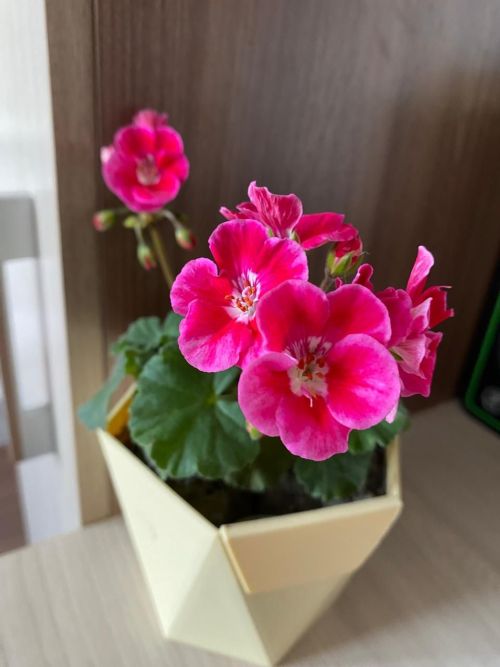 Үзәкләштерелгән китапханә директоры бакча эшләрен зарыгып көтә