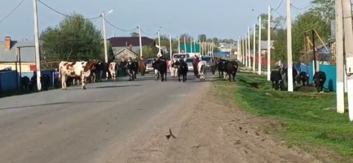 Авылларда көтү чыкты