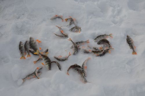 В Языково состоялась зимняя рыбалка