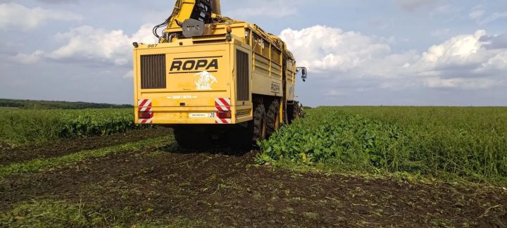 В Сармановском районе стартовала уборка сахарной свеклы