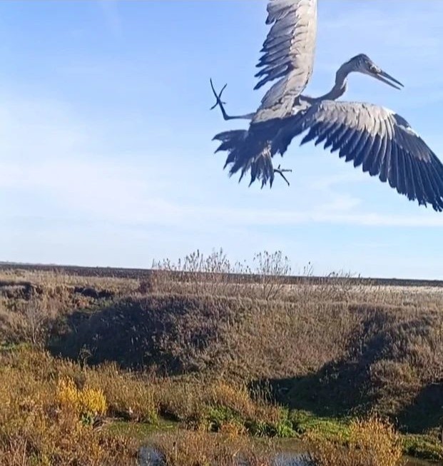 Кызыл китапка кертелгән соры челән