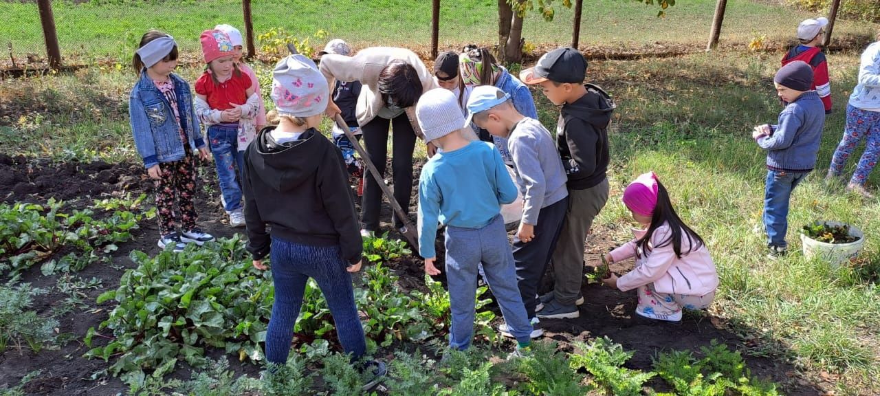 “Ләйсән” балалар бакчасында яшелчә уңышын җыялар