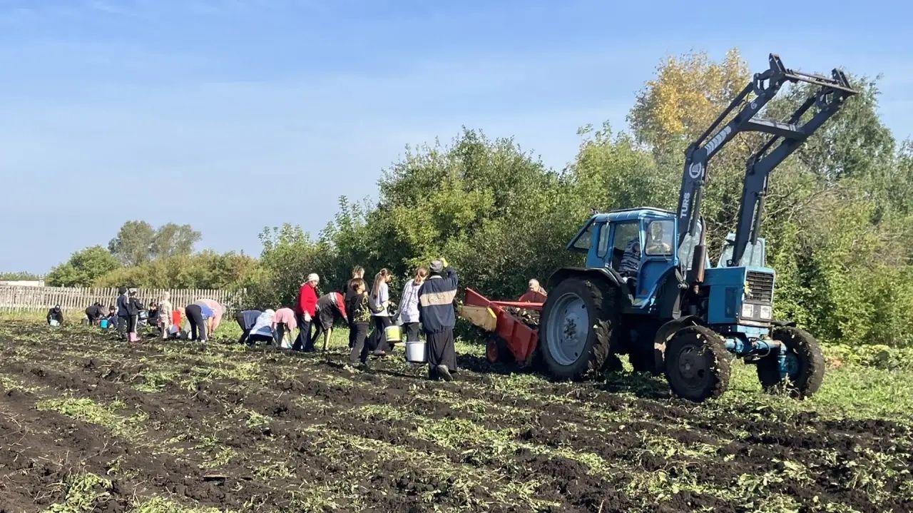 В Муртыш-Тамакской школе собрали урожай картофеля