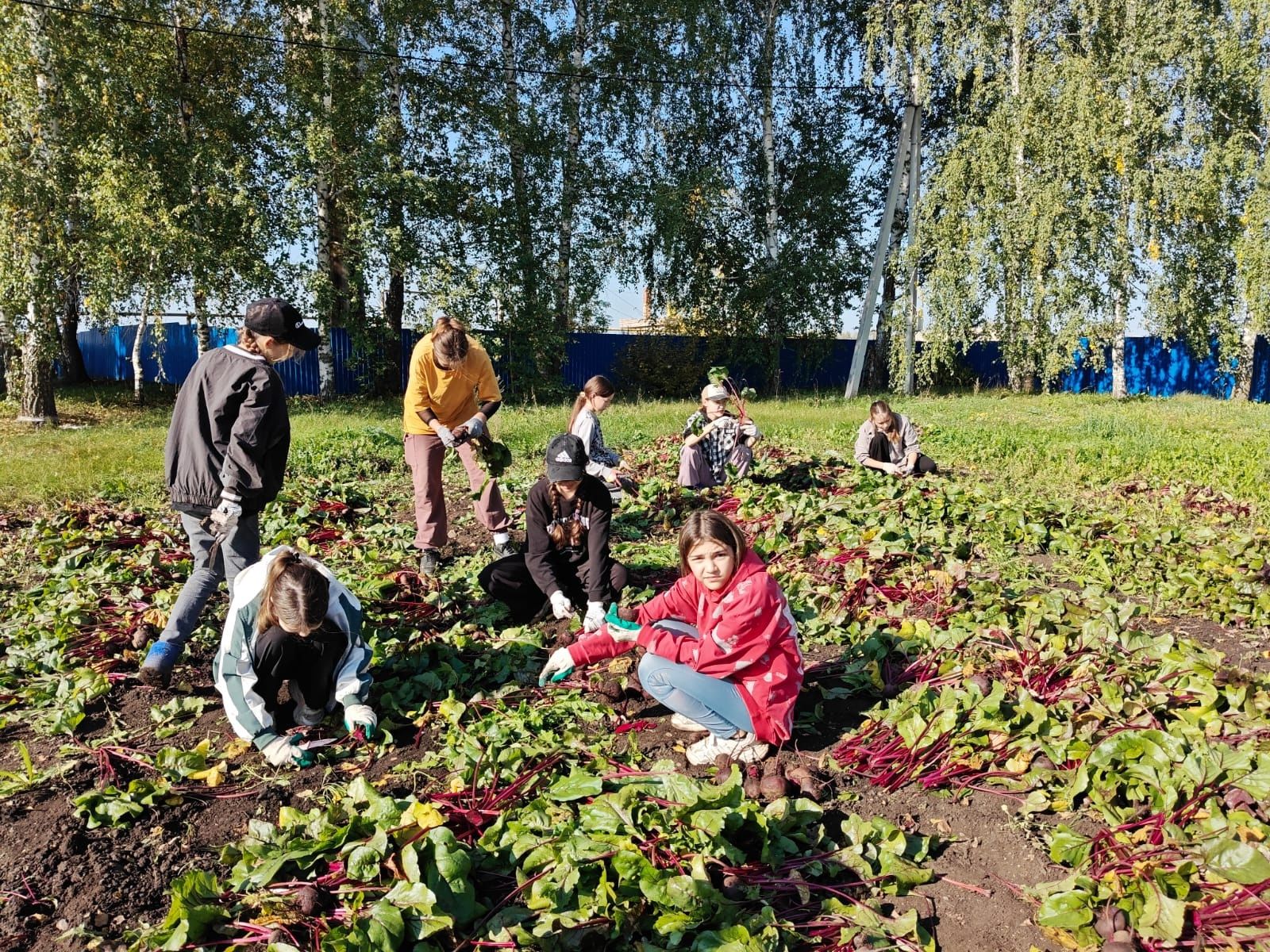 Ученики Сармановского района подвели итоги летних трудов