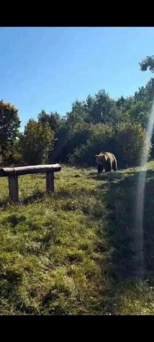 Сарманнан ерак түгел аю күргәннәр
