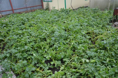 Соббух абыйны 90 яше белән көне буе котладылар