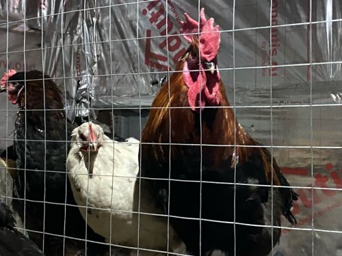 Сингапур зоопаркы Янурыска күченгән