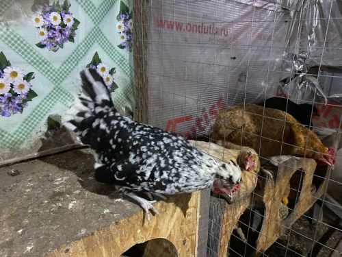 Сингапур зоопаркы Янурыска күченгән