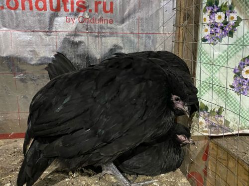 Сингапур зоопаркы Янурыска күченгән