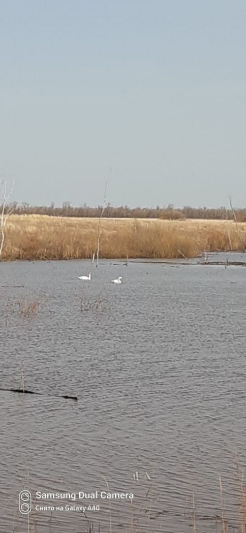 Рангазар күленә аккошлар төшкәннәр