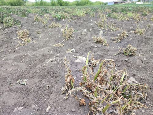 Июнь кыравы район халкының уңышына да зыян салган