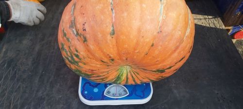 “КабакЧЫК” конкурсының чирттагы катнашучысы – Сөлек авылында яшәүче Рәмилә Әгъләмова