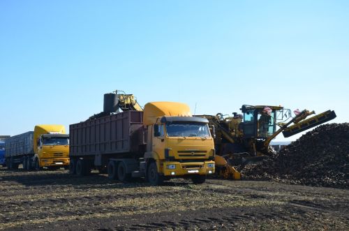В районе продолжается уборка сахарной свеклы