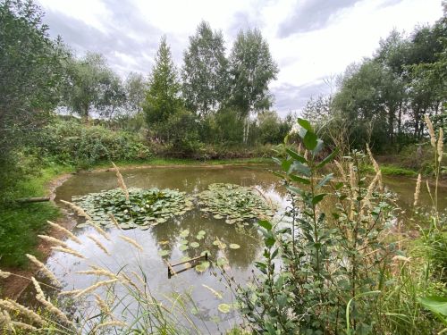 Рангазар авылында яшәүче Мәсхүт Сафин үзе ясаган күлдә балык үрчетә