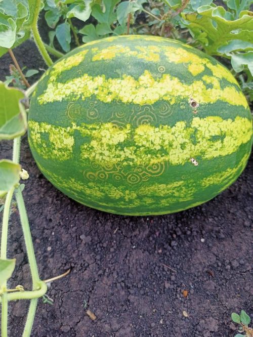 Фәтхуллиннарның бакчасында милли бизәкле карбыз үсә