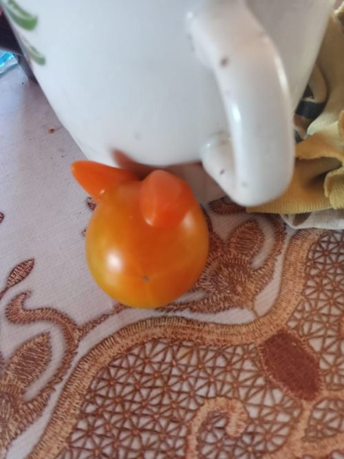 Фәтхуллиннарның бакчасында милли бизәкле карбыз үсә
