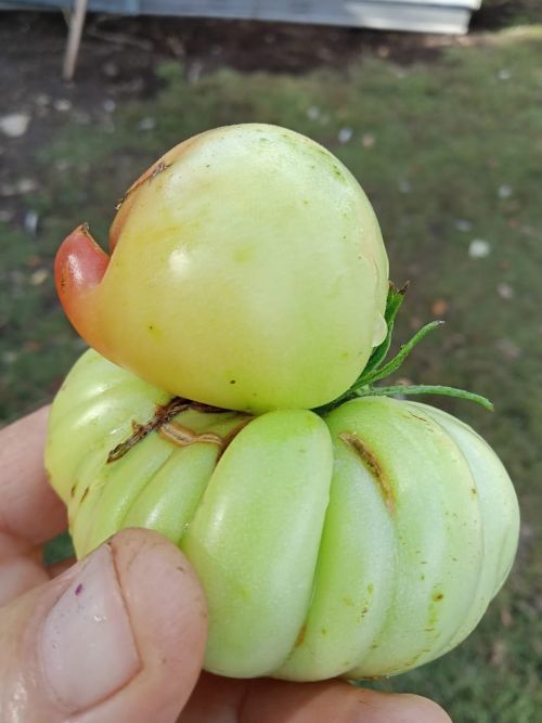 Фәтхуллиннарның бакчасында милли бизәкле карбыз үсә