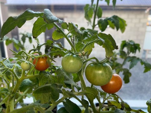 Сарман урта мәктәбе укытучысы өендә банан белән авокадо үстерә