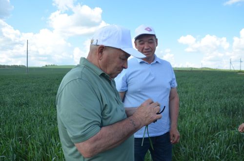 Посевы в районе получили оценку