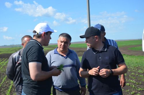 Посевы в районе получили оценку