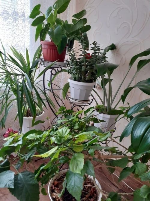 Йортка бәхет китерә торган 10 гөл