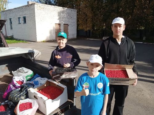 Ученики Лешев-Тамакской школы собрали 400 кг рябины для добрых дел