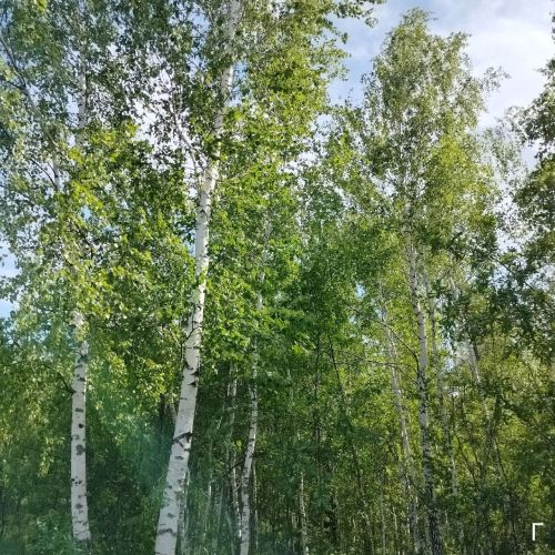 Татарстанга һәм тагын 20 төбәккә аномаль кыш сәбәпле саранча һөҗүме яный