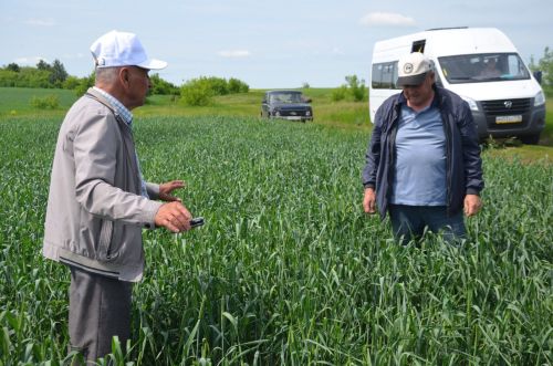 Посевы в районе получили высокую оценку
