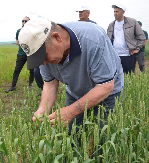 Посевы в районе получили высокую оценку