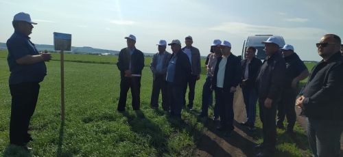 В районе оценивают посевы