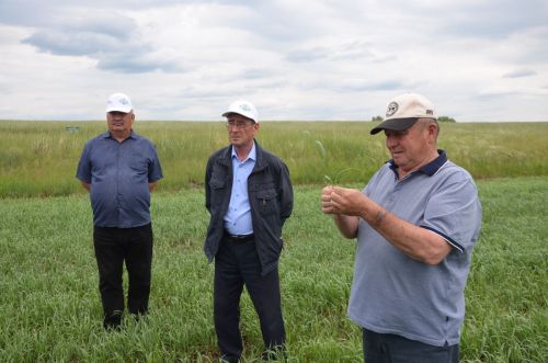 Посевы в районе получили высокую оценку