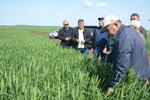 Посевы в районе получили высокую оценку
