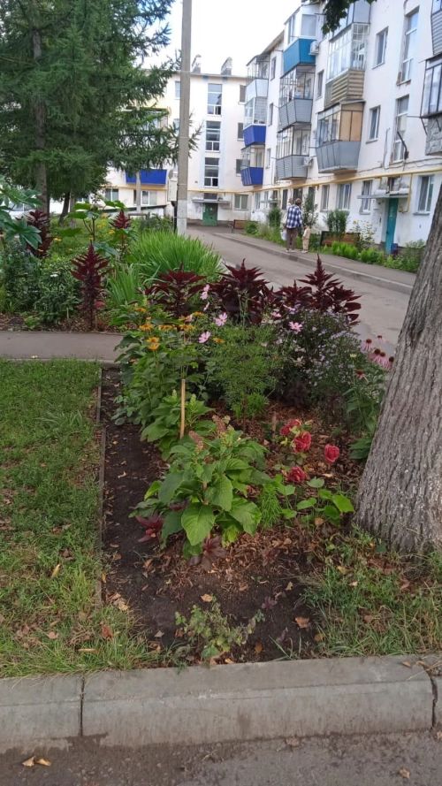 Җәлил поселогында яшәүче Мария Михайлова йортлары ишегалдын гөлчәчәкләргә күмгән