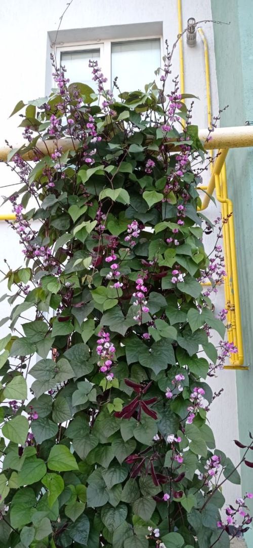 Районыбызның иң матур  ишегалдында күршеләр бәйрәме үтте
