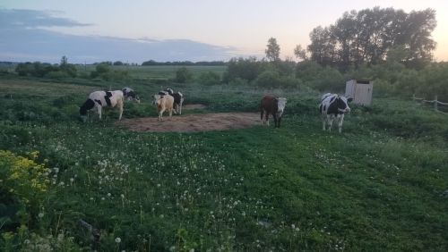 Татарстанда пар тояклы терлекләрне кертү вакытлыча тыелды
