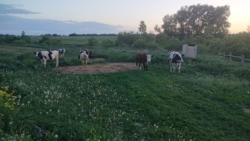 Татарстанда хайван авыруларын булдырмау өчен яңа кагыйдәләр кертелә