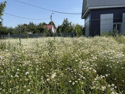 «Сарман-информ» бәйрәмгә ромашкалар үстерде