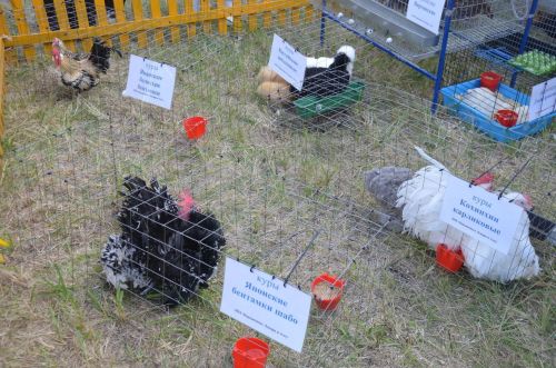 Районга Татарстан Рәисе Рөстәм Миңнеханов килде