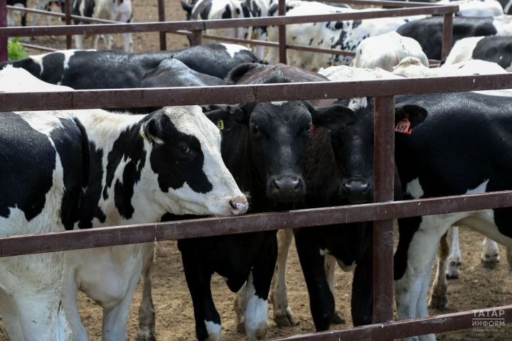 Поголовье крупного рогатого скота в Татарстане снова сократилось