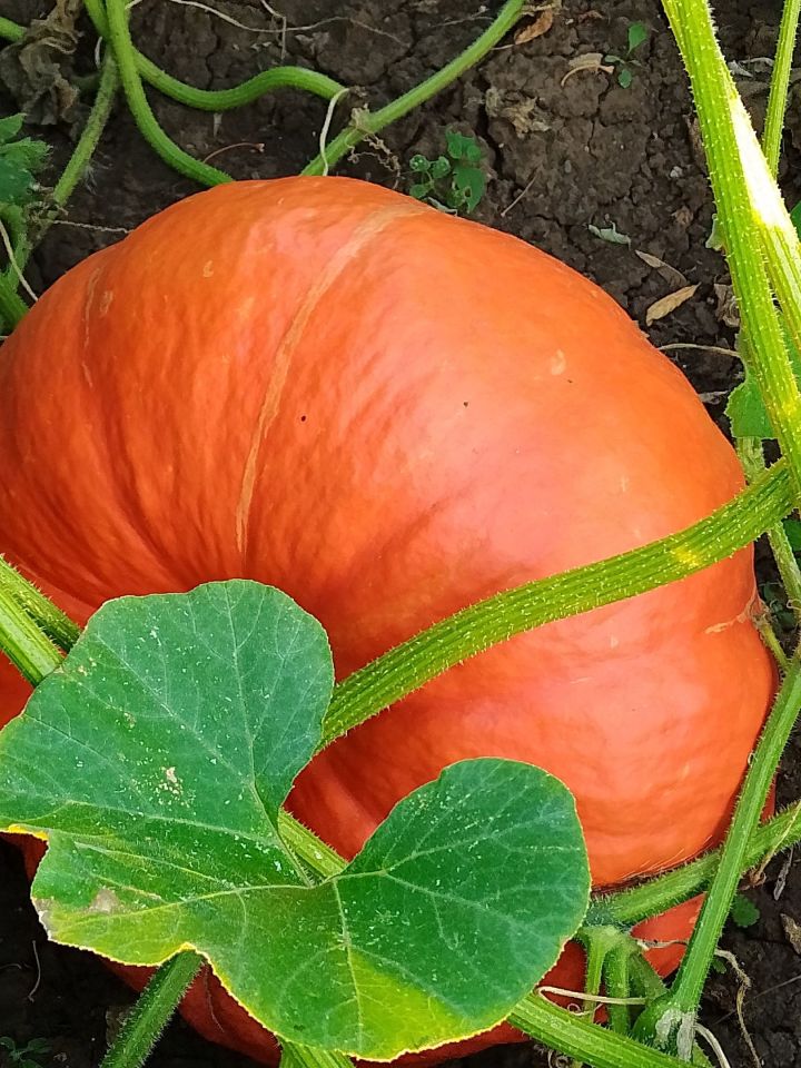 КабакЧЫК. Унтугызынчы катнашучы
