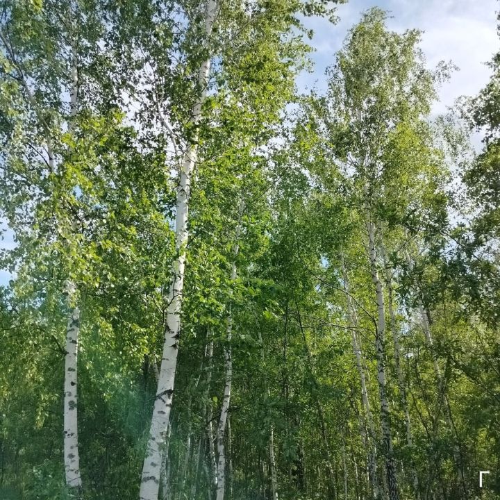 Татарстанга һәм тагын 20 төбәккә аномаль кыш сәбәпле саранча һөҗүме яный