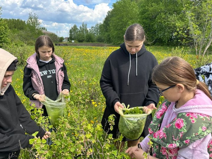 Лякинские ученики собрали листья для ароматного чая в поддержку бойцов