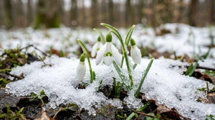 Татарстанда 8 градуска кадәр аномаль җылылык көтелә