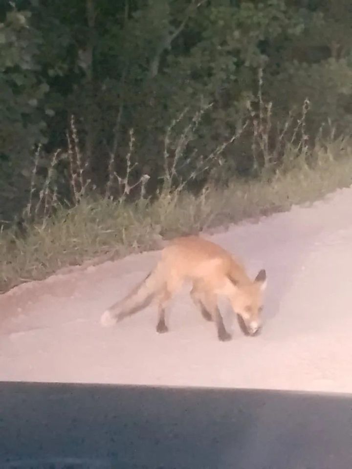 Районны җәнлекләр ярата